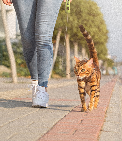 Cómo puedo lograr que a mi gato le guste la correa